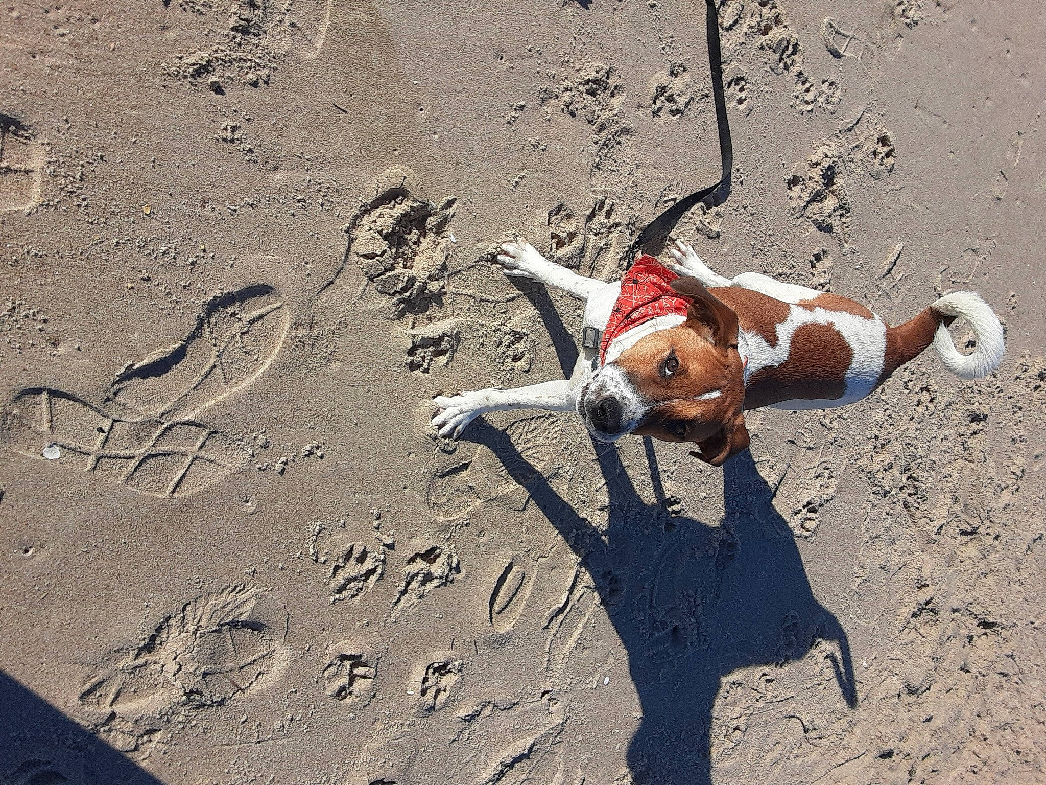 Pike Fenrir joined the competition — help win amazing prizes! artois_hound, basset_artesien_normand, beagle, building_material, canidae, carnivore, companion_dog, dog, dog_breed, dog_supply, footprint, hound, hunting_dog, paw, sand, scent_hound, shadow, sporting_group, tail, toy