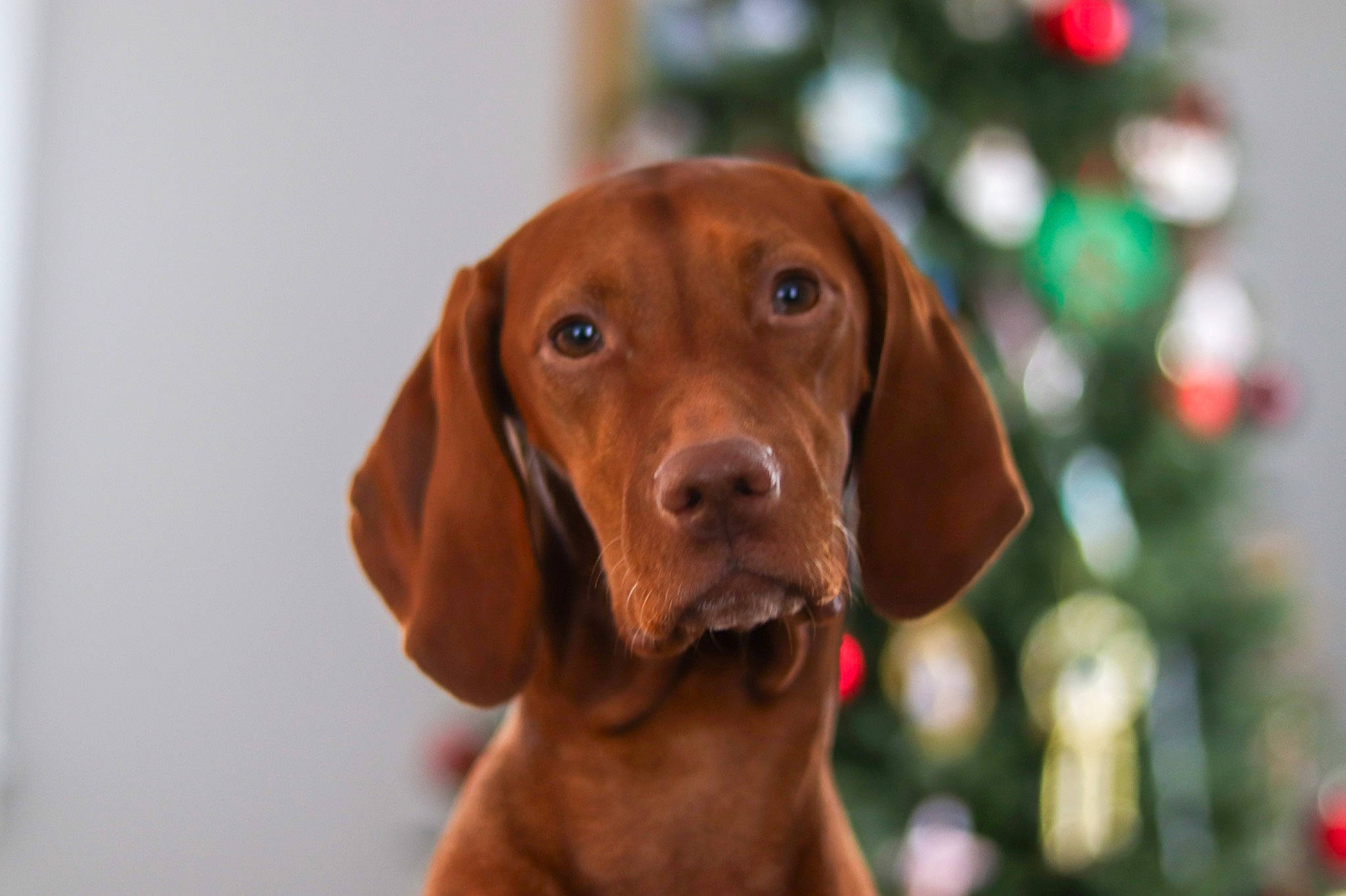 Hera is registered to the contest to win money with this photo: canidae, carnivore, companion_dog, dog, dog_breed, dog_collar, dog_supply, fawn, fur, gun_dog, hardwood, hound, liver, snout, sporting_group, terrestrial_animal, varnish, whiskers, wood, working_animal