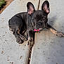 dog, puppy, french_bulldog, pet, outdoor, concrete, ear, collar, animal, small_dog, young, brown, black, curious, resting, sunlight, fence, yard, texture, ground
