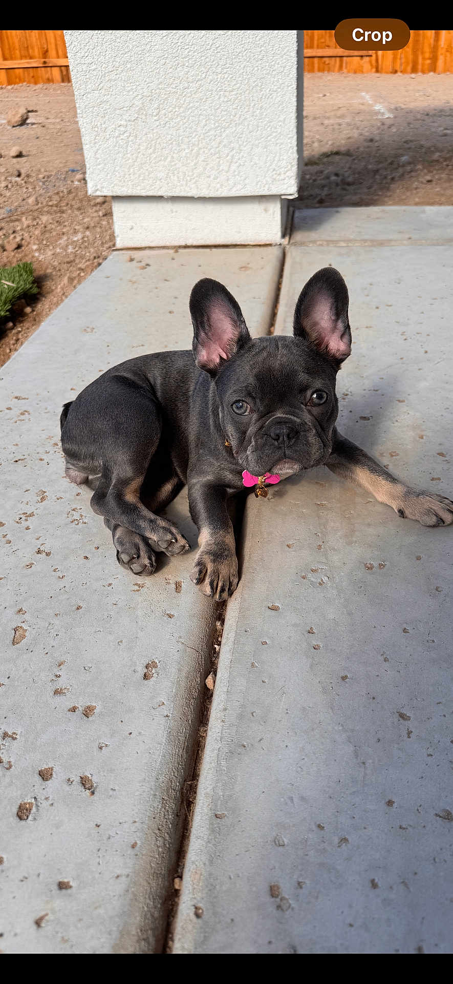 Bella