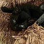 Loky participe au concours pour gagner de l'argent avec cette photo : black_cat, kitten, pet_bed, fluffy, cozy, green_eyes, fur, resting, indoor, close_up, cute, animal, mammal, young_cat, sleepy, soft_texture, comfort, domestic_cat, feline, relaxing