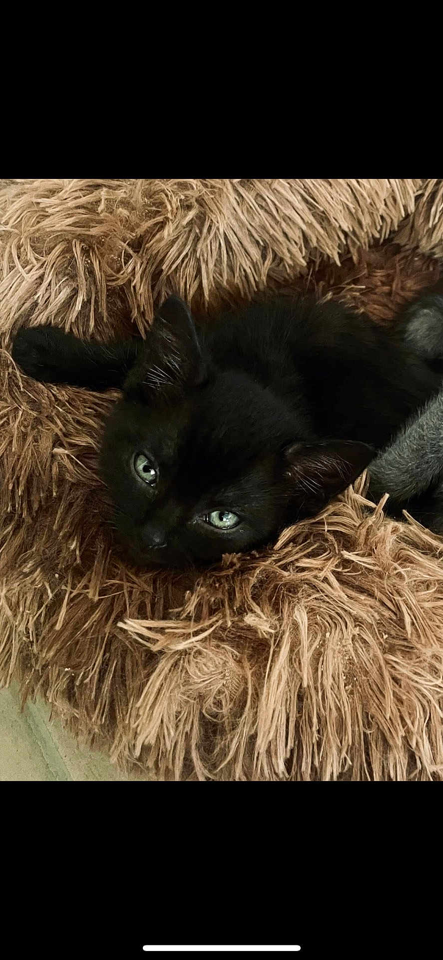 Loky participe au concours pour gagner de l'argent avec cette photo : black_cat, kitten, pet_bed, fluffy, cozy, green_eyes, fur, resting, indoor, close_up, cute, animal, mammal, young_cat, sleepy, soft_texture, comfort, domestic_cat, feline, relaxing