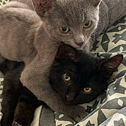 Loky participe au concours pour gagner de l'argent avec cette photo : cat, kitten, gray_cat, black_cat, pets, cuddle, playful, fur, animal, cute, bed, blanket, pattern, resting, domestic_cat, whiskers, ears, eyes, closeup, companionship