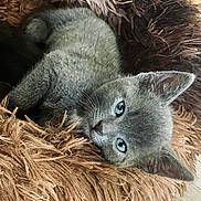 Câlin participe au concours pour gagner de l'argent avec cette photo : kitten, gray_cat, blue_eyes, pet, furry, cute, resting, cozy_bed, indoor, animal, young_cat, shaggy_bed, soft_texture, closeup, sleepy, domestic_cat, small_pet, adorable, feline, relaxed