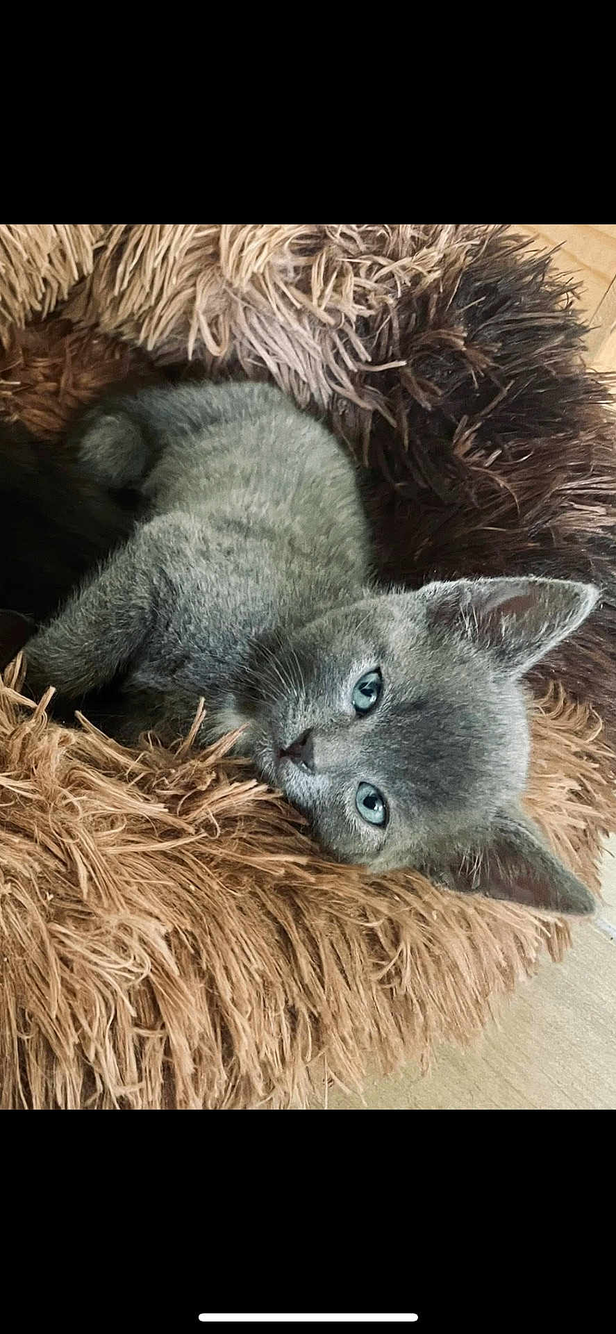 Câlin participe au concours pour gagner de l'argent avec cette photo : kitten, gray_cat, blue_eyes, pet, furry, cute, resting, cozy_bed, indoor, animal, young_cat, shaggy_bed, soft_texture, closeup, sleepy, domestic_cat, small_pet, adorable, feline, relaxed