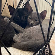 Câlin participe au concours pour gagner de l'argent avec cette photo : animals, basket, black_cat, blanket, cat, cats, closeup, companions, cozy, cute, feline, fur, gray_cat, home, indoor, pets, resting, sleepy, snuggling, soft
