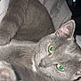 Câlin participe au concours pour gagner de l'argent avec cette photo : cat, gray_cat, pet, feline, animal, close_up, yellow_eyes, whiskers, paw, soft, blanket, indoor, fur, cute, relaxed, lying_down, curious, portrait, domestic_cat, sleepy