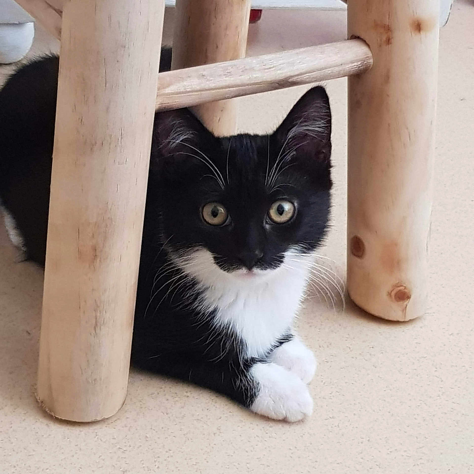 Piwie