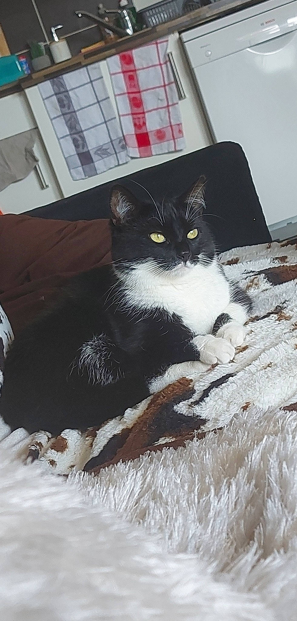 Piwie participe au concours pour gagner de l'argent avec cette photo : black_cat, carnivore, cat, claw, domestic_short_haired_cat, felidae, flooring, freezing, fur, grey, pattern, paw, small_to_medium_sized_cats, snout, snow, tail, tree, whiskers, window, winter