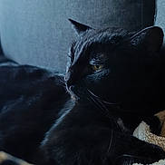 Abby participe au concours pour gagner de l'argent avec cette photo : black_cat, cat, animal, pet, feline, indoor, couch, blanket, striped_blanket, resting, relaxed, cozy, fur, whiskers, side_view, domestic_cat, home, comfortable, portrait, soft_light