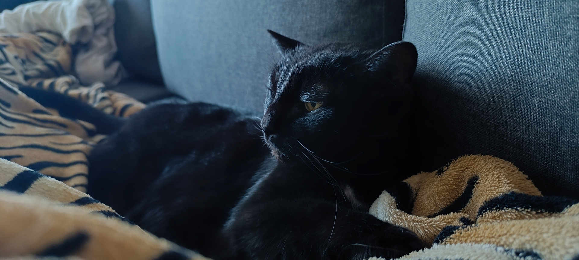 Abby participe au concours pour gagner de l'argent avec cette photo : black_cat, cat, animal, pet, feline, indoor, couch, blanket, striped_blanket, resting, relaxed, cozy, fur, whiskers, side_view, domestic_cat, home, comfortable, portrait, soft_light