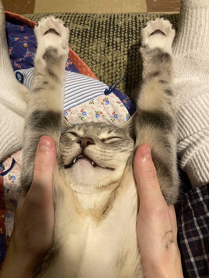 Rue is registered to the contest to win money with this photo: art, carnivore, cat, child, claw, comfort, domestic_short_haired_cat, fawn, felidae, finger, fur, gesture, linens, nail, paw, small_to_medium_sized_cats, snout, tail, tartan, whiskers