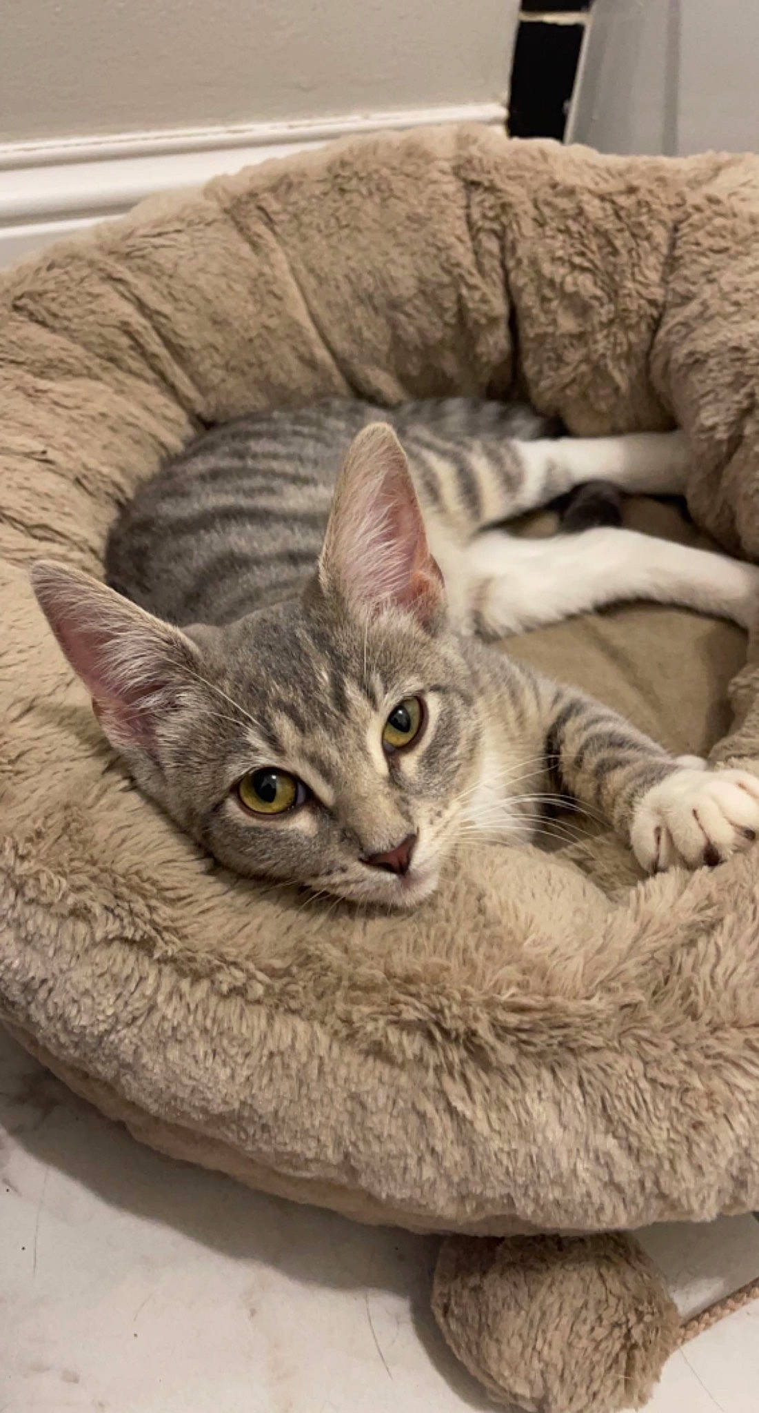 Rue joined the competition — help win amazing prizes! carnivore, cat, cat_bed, cat_furniture, cat_supply, claw, comfort, domestic_short_haired_cat, fawn, felidae, fur, grey, paw, sitting, small_to_medium_sized_cats, snout, tail, vertebrate, whiskers, wood