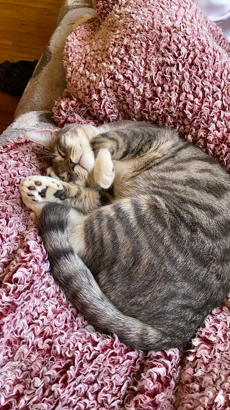 Rue joined the competition — help win amazing prizes! carnivore, cat, cat_bed, comfort, crochet, domestic_short_haired_cat, fawn, felidae, fur, grey, linens, pattern, small_to_medium_sized_cats, tail, textile, thread, whiskers, wood, wool, woolen