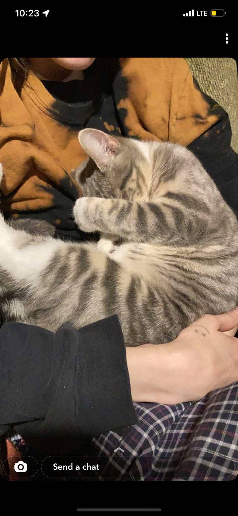 Rue joined the competition — help win amazing prizes! black, carnivore, cat, comfort, felidae, finger, gesture, grey, hand, human_leg, leg, mammal, nail, plaid, small_to_medium_sized_cats, tartan, textile, tints_and_shades, whiskers, wood