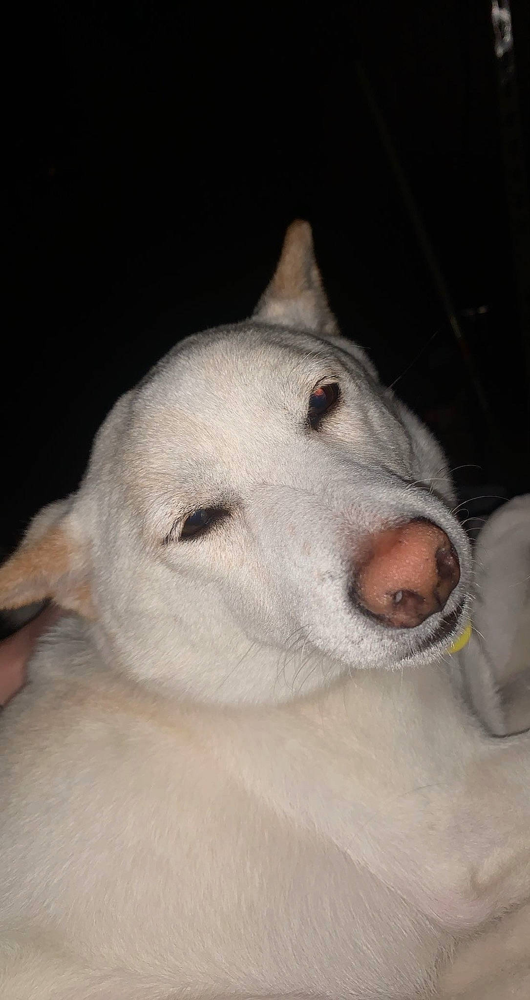 Miko is registered to the contest to win money with this photo: ancient_dog_breeds, bull_terrier, bull_terrier_miniature, canidae, carnivore, companion_dog, dog, dog_breed, english_white_terrier, eye, jaw, monochrome_photography, no_expression, non_sporting_group, snout, sporting_group, terrestrial_animal, whiskers, working_animal