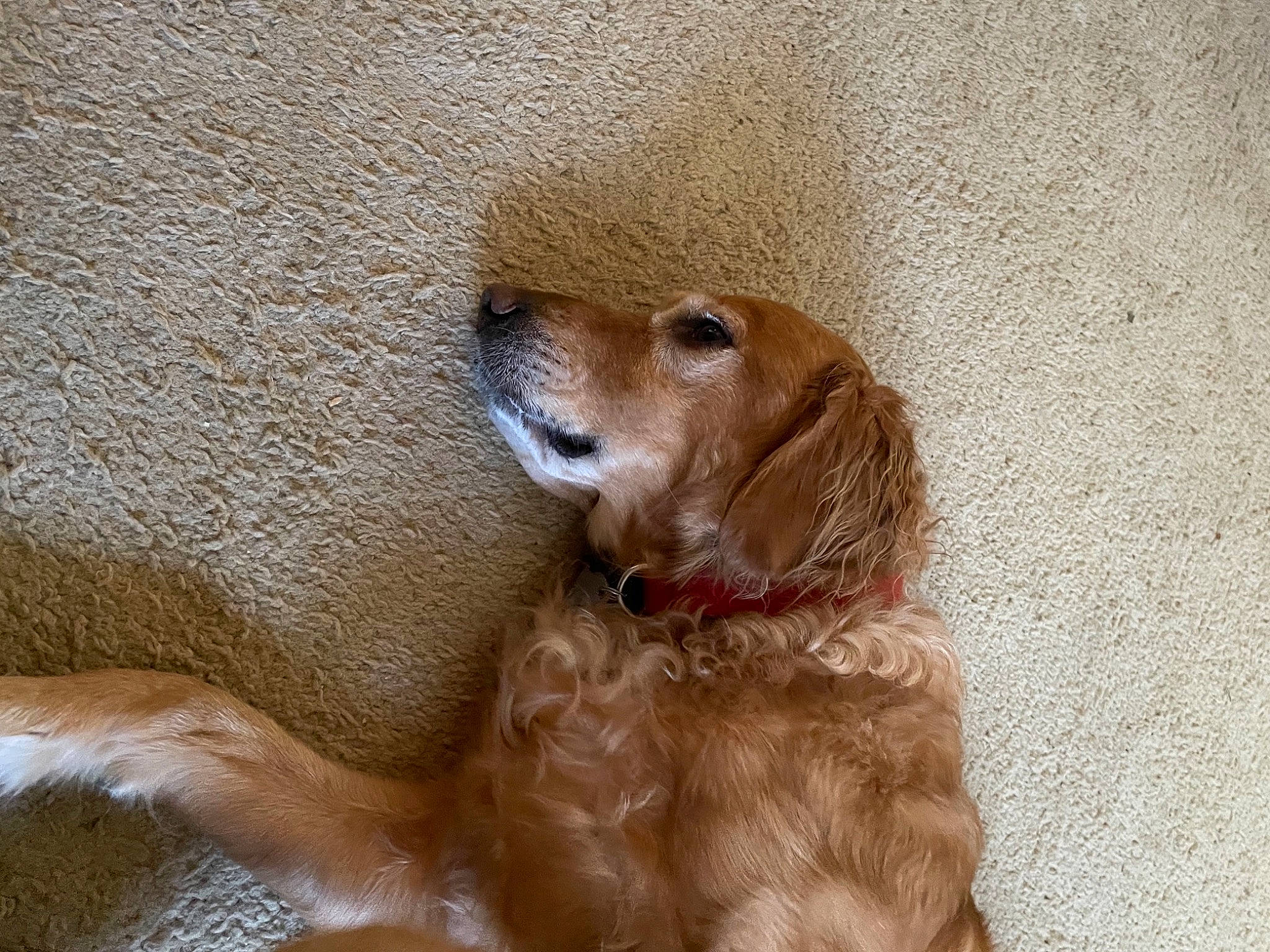 Grizz is registered to the contest to win money with this photo: canidae, carnivore, companion_dog, dog, dog_breed, dog_collar, ear, fawn, flooring, fur, gun_dog, liver, pet_supply, retriever, snout, spaniel, sporting_group, whiskers, wood, working_animal