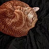Pikachu is registered to the contest to win money with this photo: cat, orange_tabby, sleeping, curled_up, fur, pet, animal, cozy, blanket, resting, cute, domestic_cat, feline, whiskers, indoor, soft, peaceful, nap, black_background, relaxation
