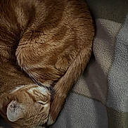 Pikachu is registered to the contest to win money with this photo: cat, ginger_cat, sleeping, curled_up, tail, fur, blanket, cozy, pet, animal, resting, indoor, soft_texture, close_up, cute, whiskers, relaxation, nap, feline, domestic_cat