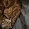 cat, ginger_cat, sleeping, curled_up, tail, fur, blanket, cozy, pet, animal, resting, indoor, soft_texture, close_up, cute, whiskers, relaxation, nap, feline, domestic_cat