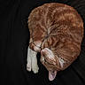 Pikachu joined the competition — help win amazing prizes! cat, orange_tabby, sleeping, curled_up, pet, animal, feline, fur, whiskers, paw, cozy, resting, indoor, black_background, cute, domestic_cat, tabby, quiet, relaxed, soft