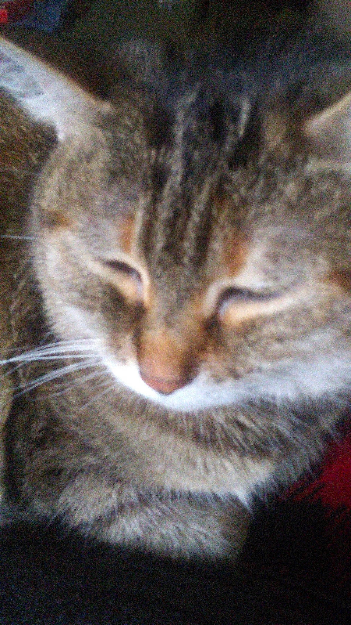 Jada is registered to the contest to win money with this photo: carnivore, cat, domestic_short_haired_cat, felidae, fur, iris, sky, small_to_medium_sized_cats, snout, terrestrial_animal, tree, whiskers, wildlife, window