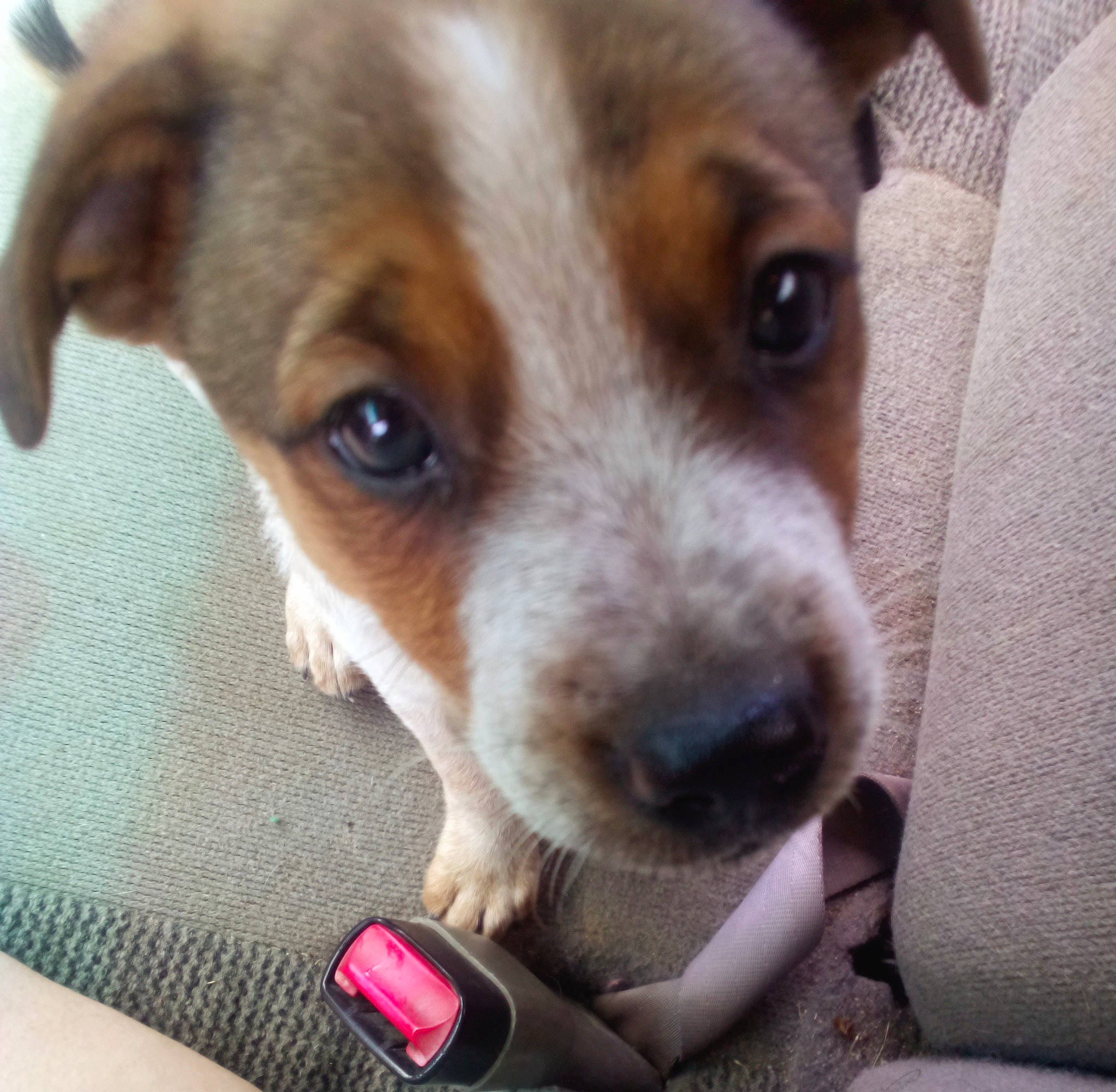 Guy joined the competition — help win amazing prizes! canidae, carmine, carnivore, collar, companion_dog, dog, dog_breed, fawn, fur, irishjacks, nail, paw, photography, puppy, snout, sporting_group, terrestrial_animal, terrier, whiskers, working_animal