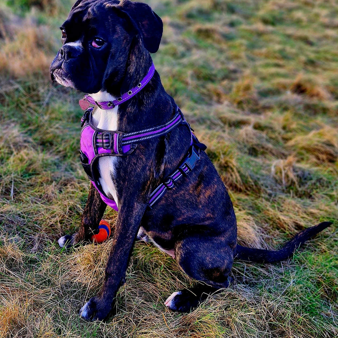 Lotus joined the competition — help win amazing prizes! accessories, animal, belt, boxer, bulldog, canine, collar, dog, frenchbulldog, goggles, harness, hound, leash, pet, pitbull, pointer, pug, puppy, snout, strap