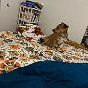 Bruno is registered to the contest to win money with this photo: dog, bed, blanket, bandana, floral_pattern, furniture, indoor, shelf, books, papers, wall, white_wall, curious, small_dog, brown_dog, cozy, room, decor, casual, pet