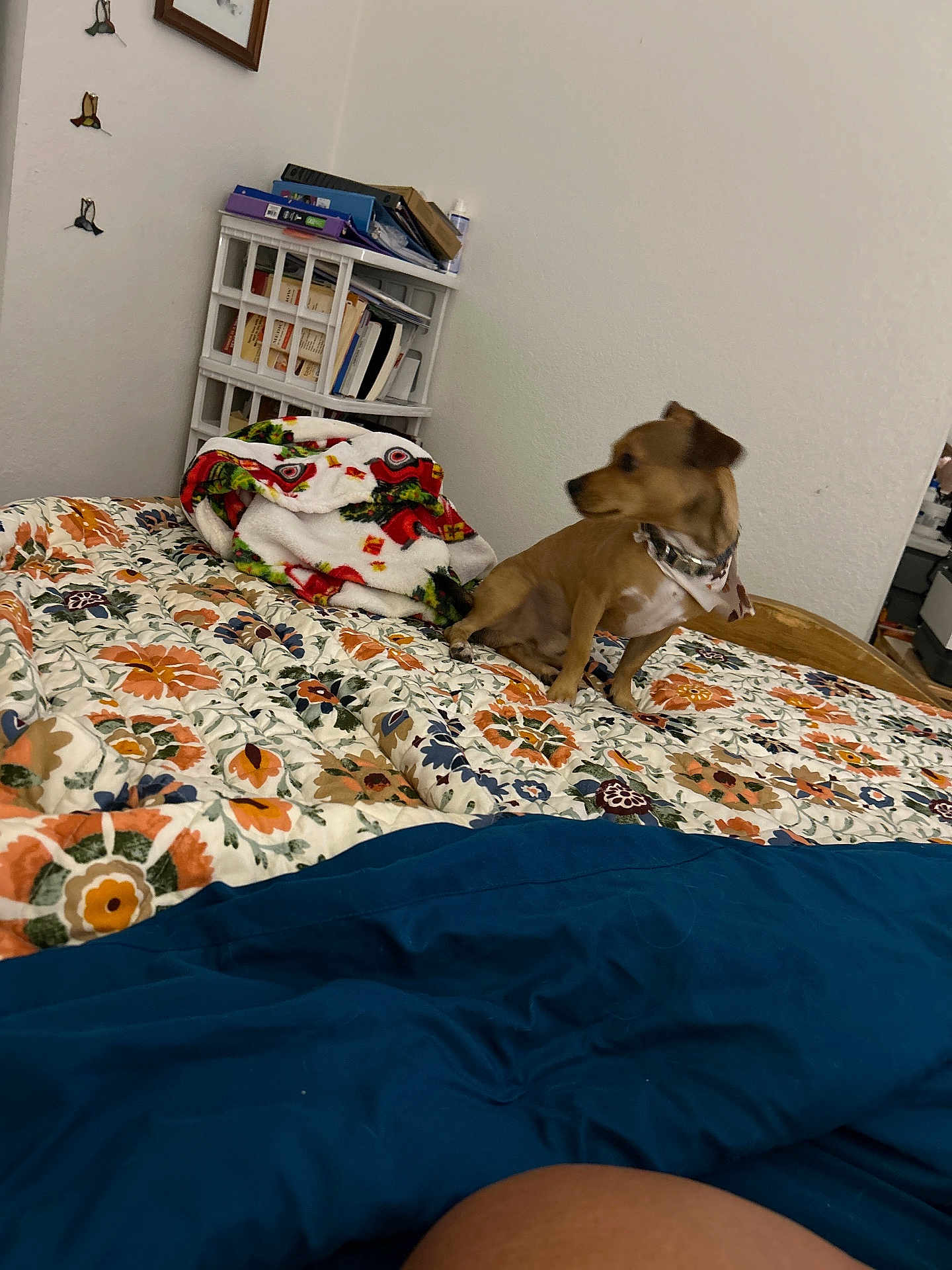 Bruno