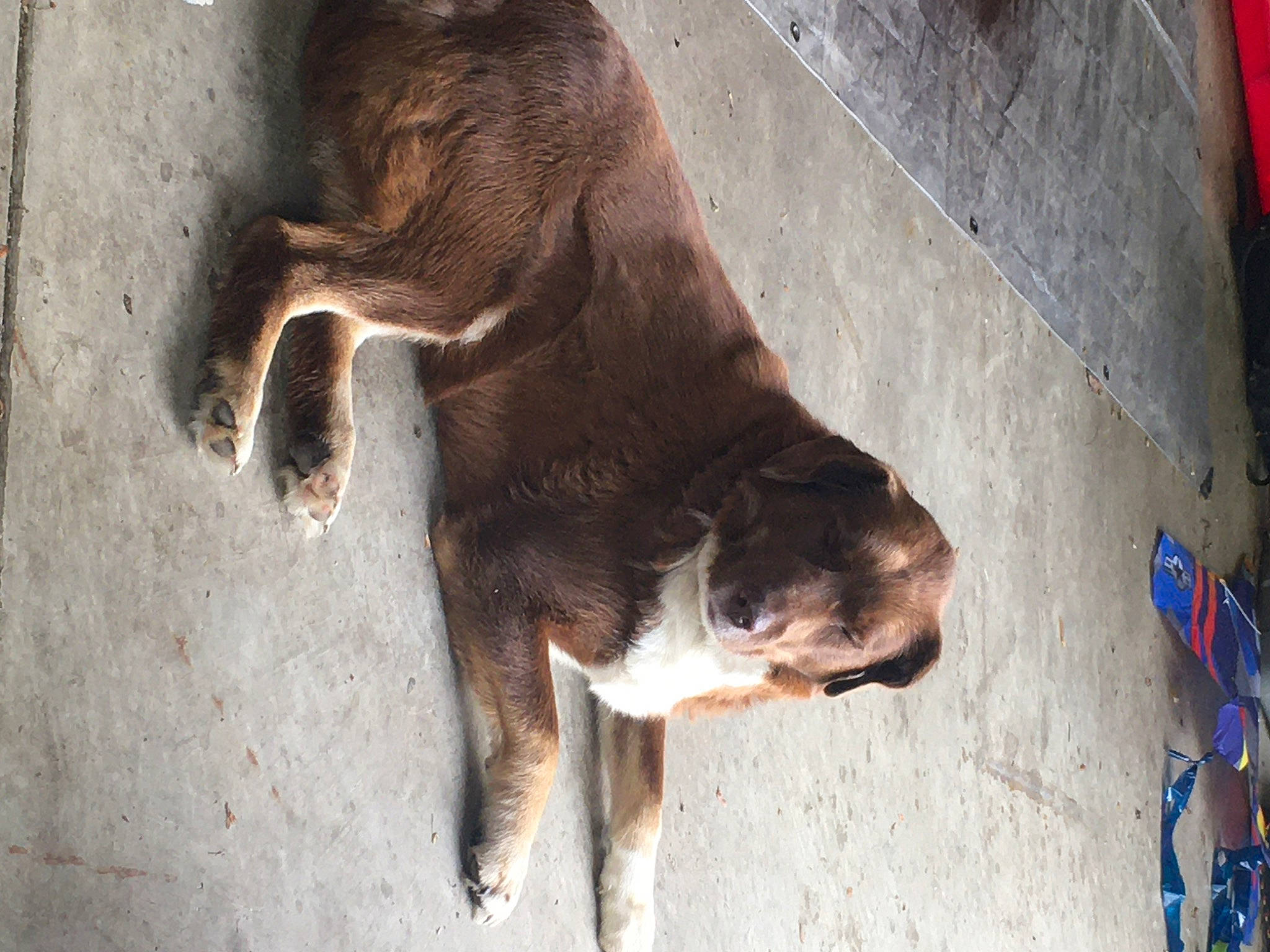 Paco is registered to the contest to win money with this photo: canidae, carnivore, dog, dog_breed, fawn, liver, snout, sporting_group, street_dog, tail