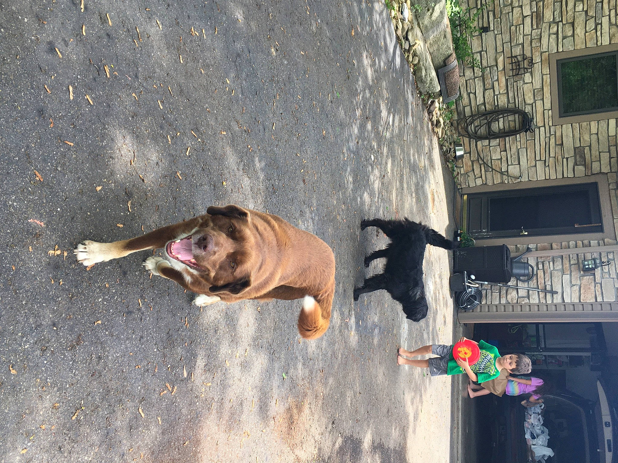 Paco joined the competition — help win amazing prizes! canidae, carnivore, dog, dog_breed, fawn, non_sporting_group, street_dog