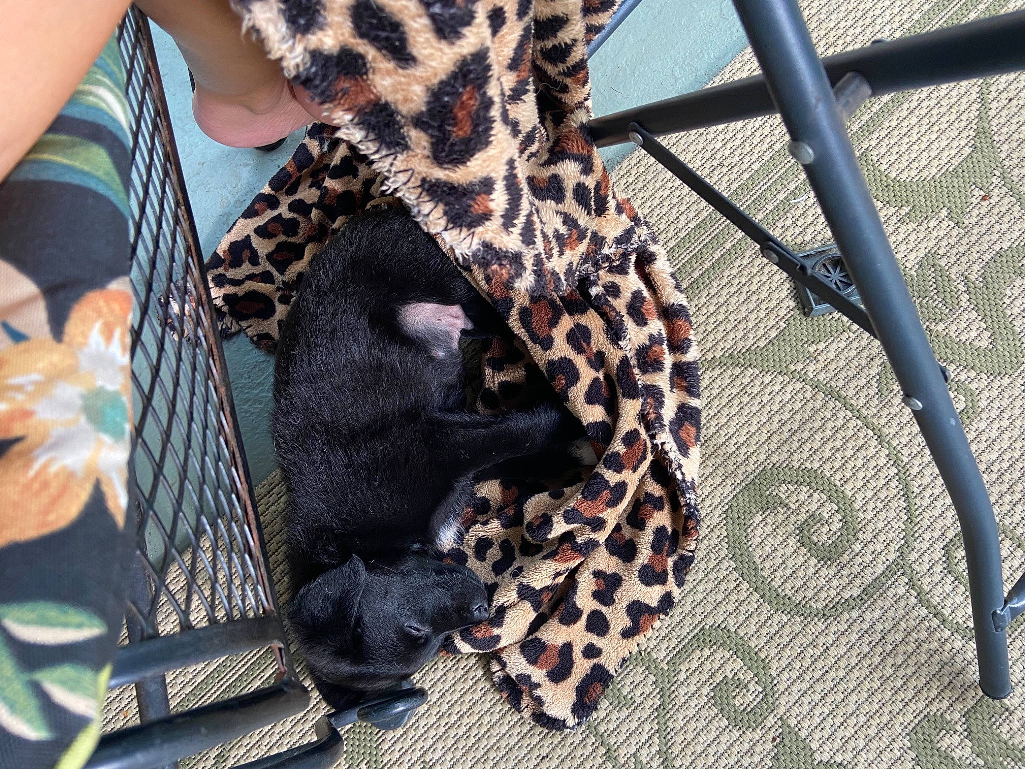 Lucy is registered to the contest to win money with this photo: carnivore, fawn, felidae, foot, human_leg, jewellery, knee, leg, nail, pattern, sleeve, small_to_medium_sized_cats, street_fashion, sunglasses, tail, terrestrial_animal, thigh, waist, whiskers, wrist