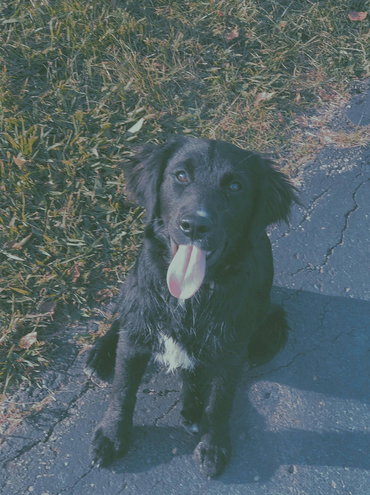 Lucy is registered to the contest to win money with this photo: beagador, borador, canidae, carnivore, dog, dog_breed, flat_coated_retriever, german_spaniel, hunting_dog, labrador_retriever, large_munsterlander, mammal, retriever, spaniel, sporting_group