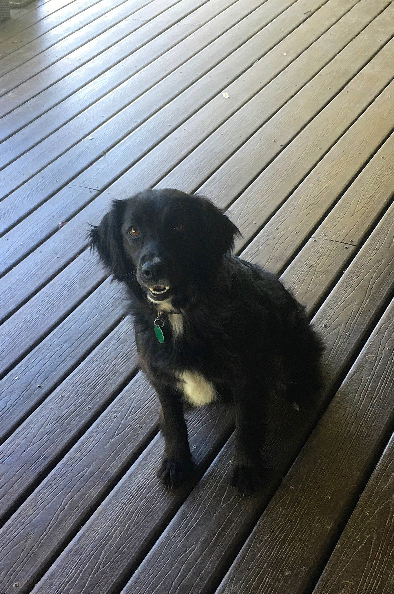 Lucy is registered to the contest to win money with this photo: canidae, carnivore, companion_dog, dog, dog_breed, flat_coated_retriever, floor, hardwood, puppy, sitting, small_greek_domestic_dog, sporting_group, tail, wood