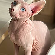 Albert a rejoint le concours — aidez-le/la à gagner de superbes lots ! sphynx_cat, hairless_cat, blue_eyes, pet, animal, indoor, chair, modern_furniture, wooden_legs, curious, wrinkled_skin, close_up, domestic_cat, cute, feline, pink_skin, looking_up, seated, household, natural_light