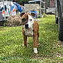 animal, background, brown, canine, curious, dog, ears, face, front_view, grass, greenery, nature, outdoor, pet, puppy, tire, walking, white, yard, young