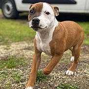 Adès participe au concours pour gagner de l'argent avec cette photo : dog, puppy, brown, white, grass, ground, vehicle, outdoor, pet, walking, animal, cute, young, canine, nature, playful, fur, muzzle, ears, four_legs