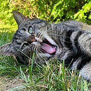 Scott a rejoint le concours — aidez-le/la à gagner de superbes lots ! cat, tabby, grass, outdoor, greenery, tongue_out, playful, close_up, pet, animal, whiskers, ears, nature, fur, relaxed, mammal, cute, funny, mouth_open, daylight