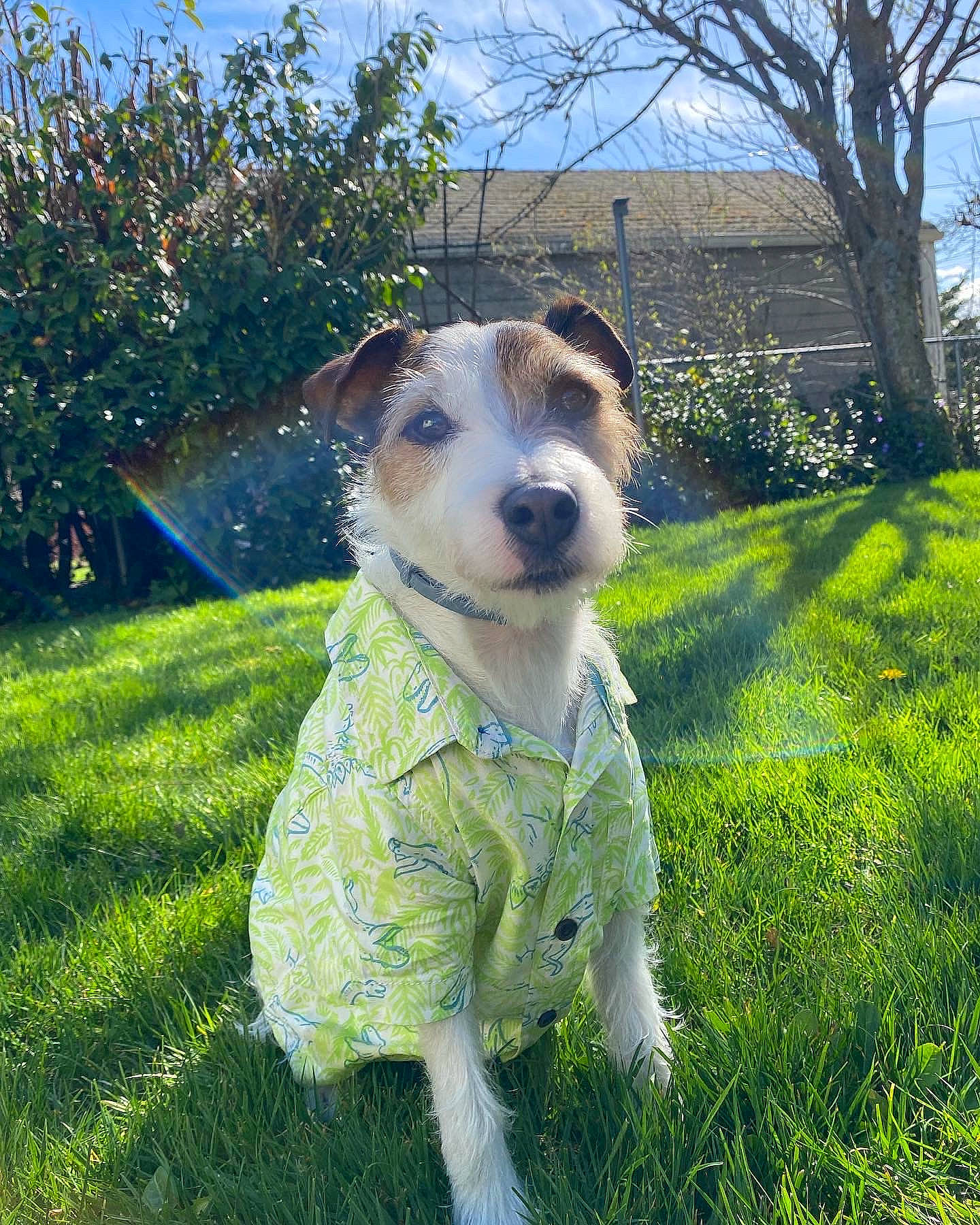 Darwin joined the competition — help win amazing prizes! canidae, carnivore, collar, companion_dog, dog, dog_breed, dog_collar, fawn, grass, lawn, leash, meadow, pet_supply, plant, sky, snout, sporting_group, tail, tree, whiskers