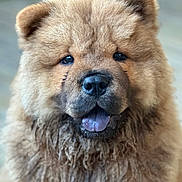Ati a rejoint le concours — aidez-le/la à gagner de superbes lots ! dog, puppy, chow_chow, fluffy, tongue, close_up, indoor, pet, cute, brown_fur, black_nose, animal, portrait, young_dog, furry, adorable, face, canine, domestic_animal, companion