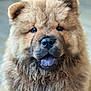 adorable, animal, black_nose, brown_fur, canine, chow_chow, close_up, companion, cute, dog, domestic_animal, face, fluffy, furry, indoor, pet, portrait, puppy, tongue, young_dog