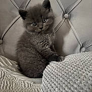 Mr Biscuit joined the competition — help win amazing prizes! kitten, cat, gray_fur, fluffy, cute, pet, indoor, blanket, texture, headboard, furniture, cozy, small, young, animal, portrait, sitting, eyes, soft, cute_pet