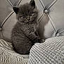 kitten, cat, gray_fur, fluffy, cute, pet, indoor, blanket, texture, headboard, furniture, cozy, small, young, animal, portrait, sitting, eyes, soft, cute_pet