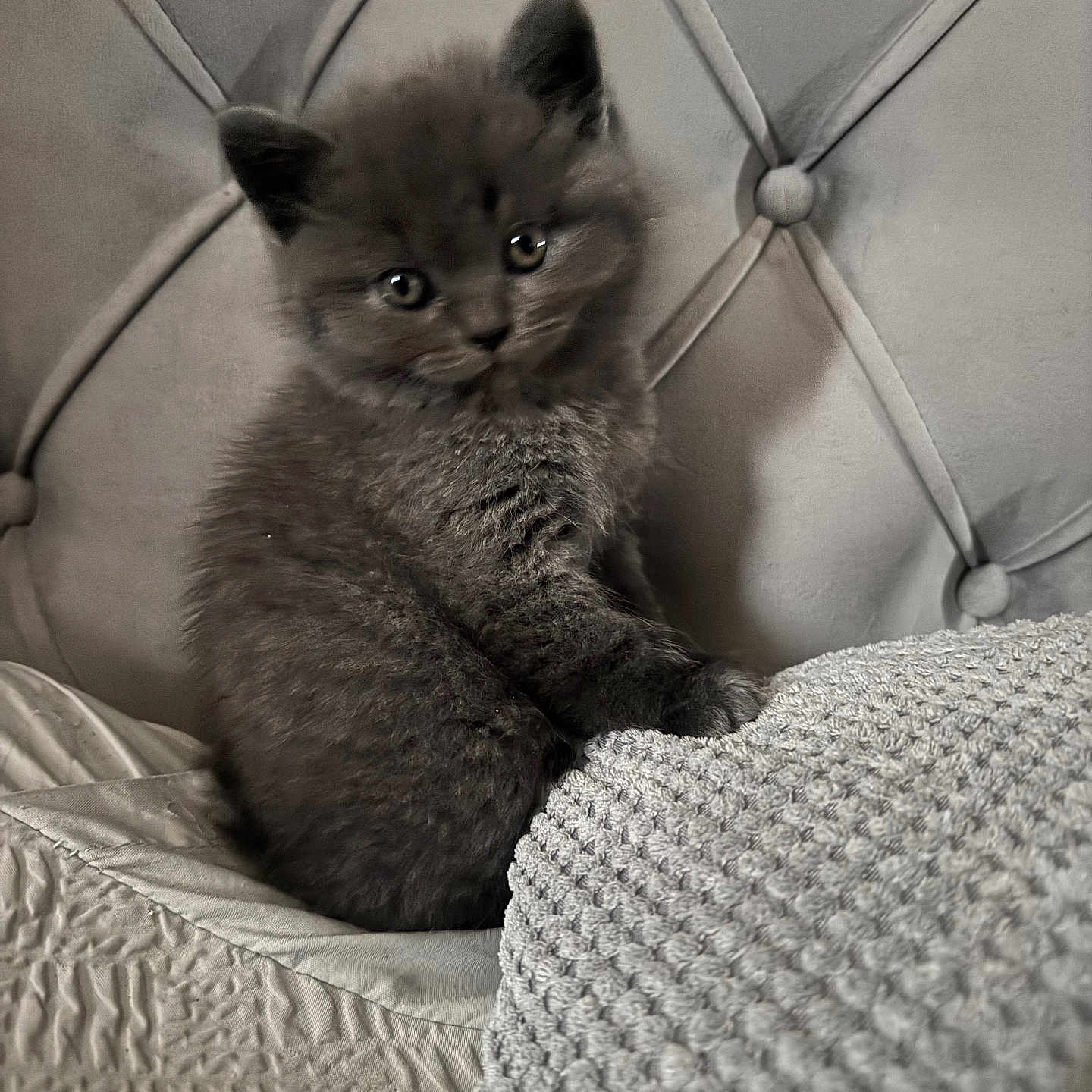 Mr Biscuit joined the competition — help win amazing prizes! animal, blanket, cat, cozy, cute, cute_pet, eyes, fluffy, furniture, gray_fur, headboard, indoor, kitten, pet, portrait, sitting, small, soft, texture, young