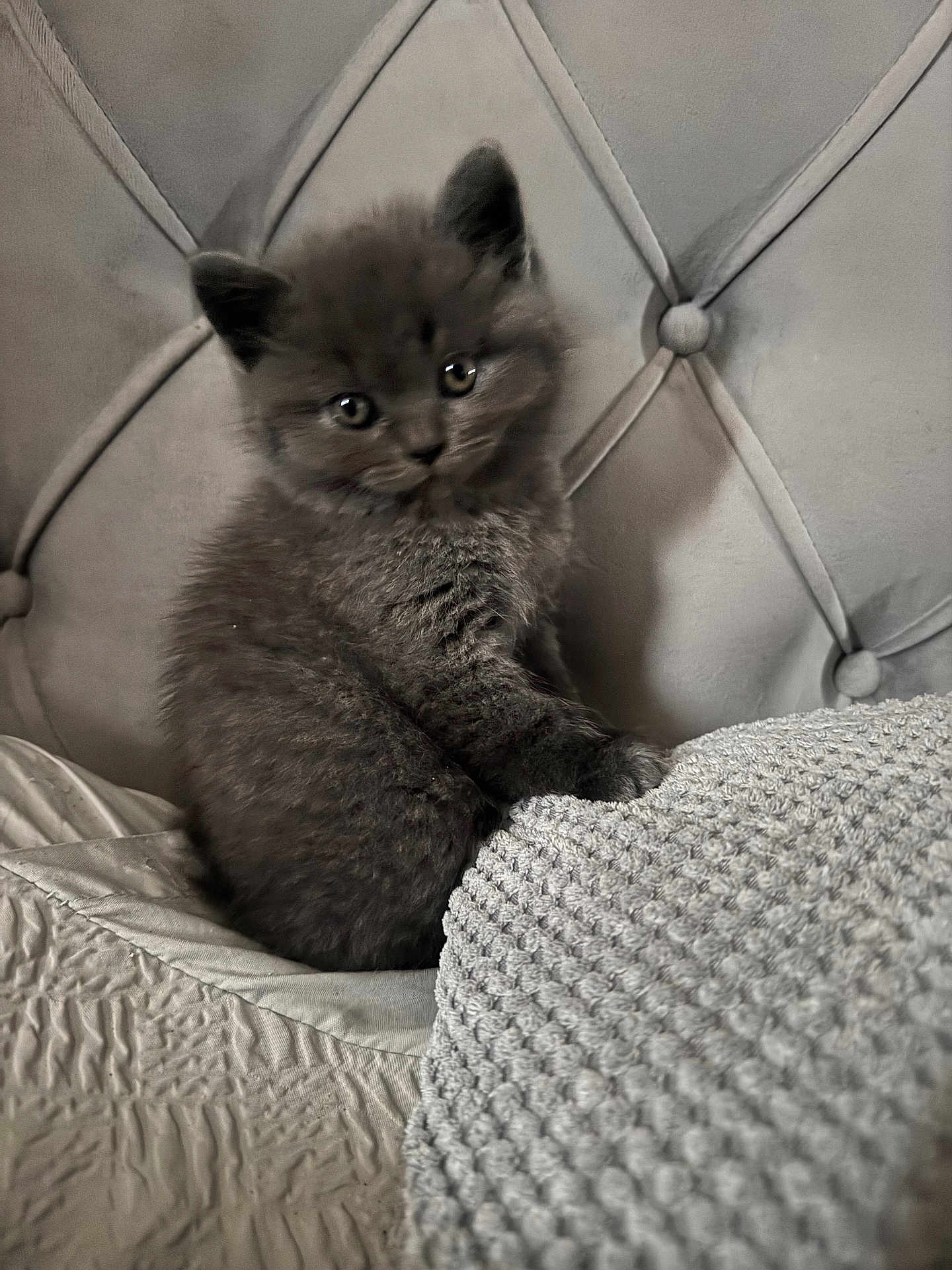 Mr Biscuit joined the competition — help win amazing prizes! kitten, cat, gray_fur, fluffy, cute, pet, indoor, blanket, texture, headboard, furniture, cozy, small, young, animal, portrait, sitting, eyes, soft, cute_pet