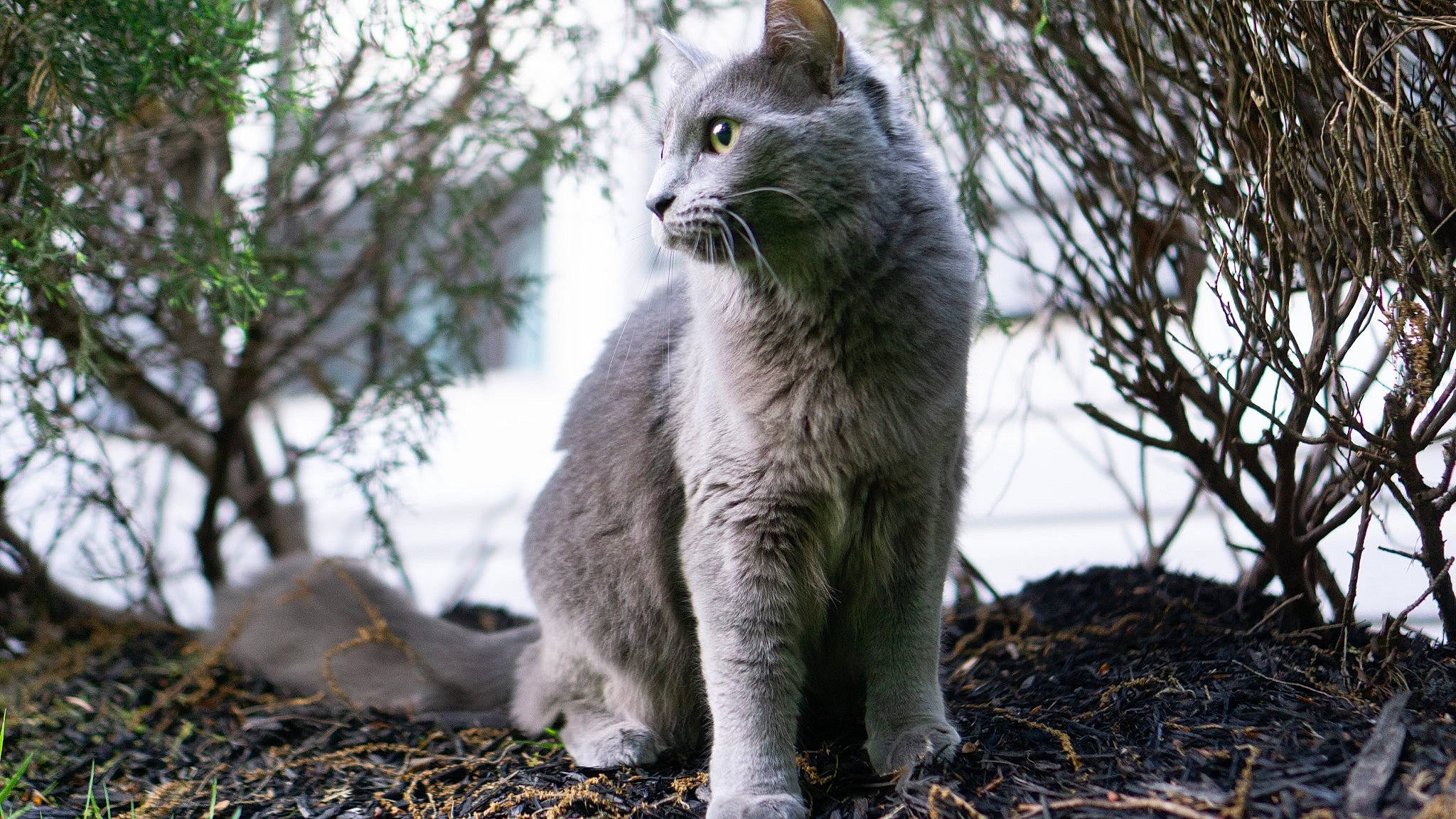 Livy joined the competition — help win amazing prizes! carnivore, cat, domestic_short_haired_cat, eye, felidae, fur, grass, plant, sitting, small_to_medium_sized_cats, snout, soil, tail, terrestrial_animal, tree, trunk, twig, whiskers, wildlife, winter