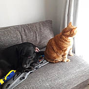 Mistisgri a rejoint le concours — aidez-le/la à gagner de superbes lots ! dog, cat, couch, indoor, pet, animal, resting, gray, orange, black, tabby, furniture, curtain, window, cozy, companion, relaxing, domestic, living_room, blanket