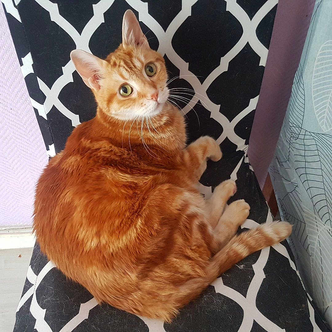 Mistisgri participe au concours pour gagner de l'argent avec cette photo : cat, orange_tabby, feline, pet, indoor, chair, patterned_chair, curious, looking_at_camera, whiskers, tail, fur, domestic_animal, relaxed, home, purple_wall, curtain, leaf_pattern, cozy, resting