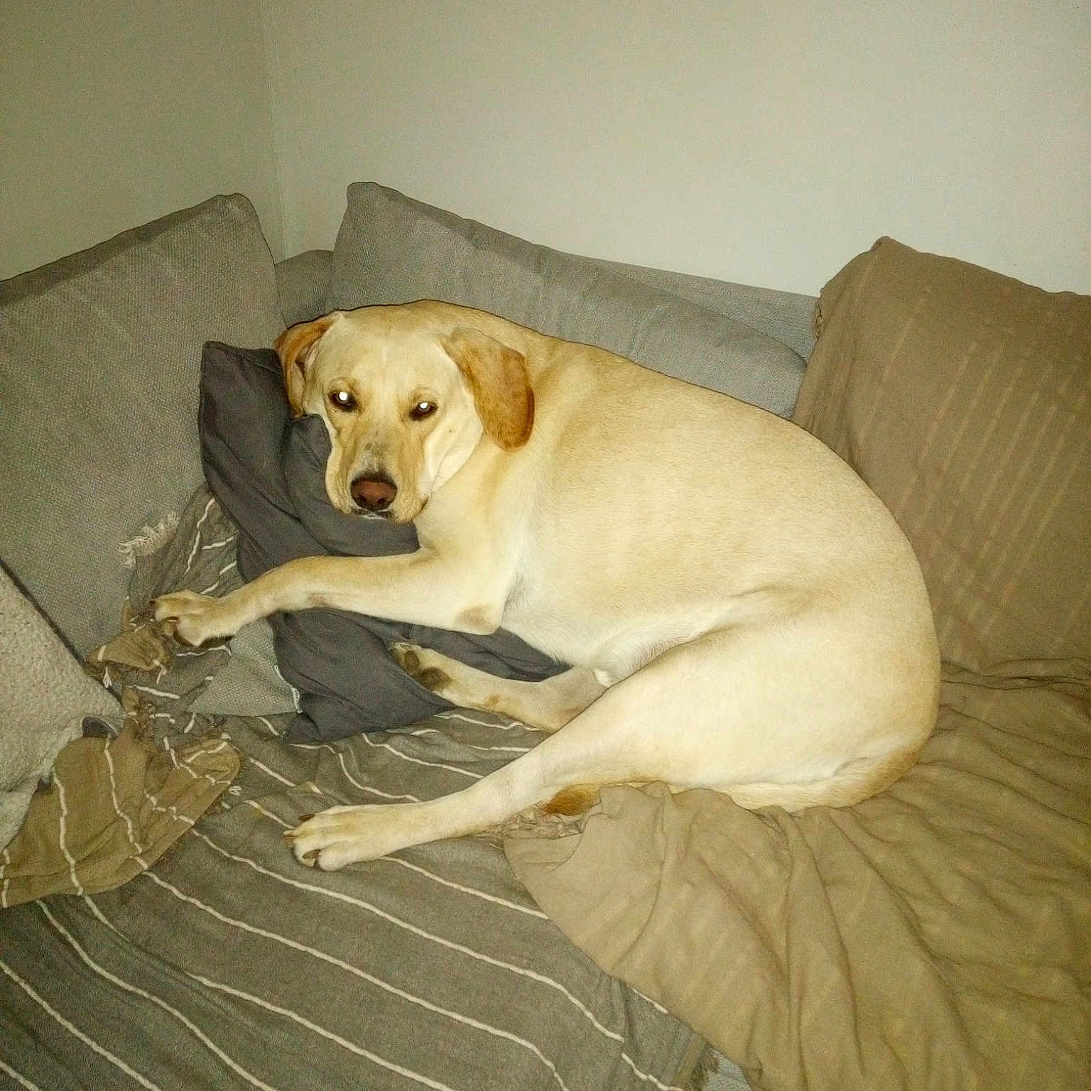 Rusti